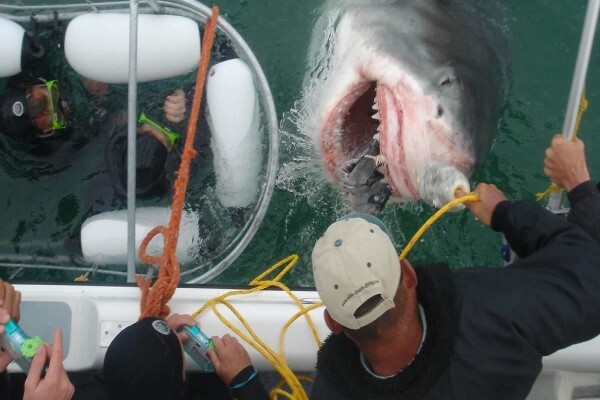 White Shark Ecoventures (Pty) Ltd