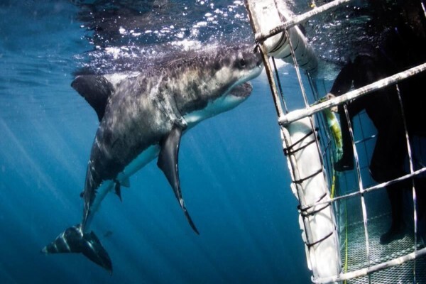 White Shark Ecoventures (Pty) Ltd