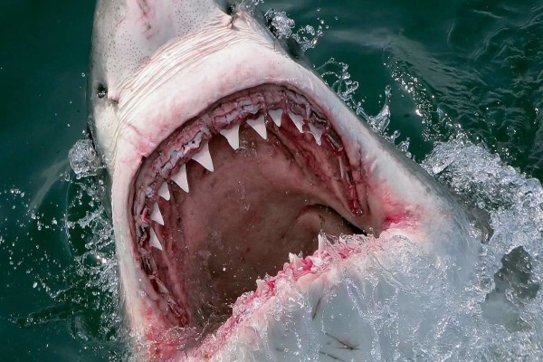 White Shark Ecoventures (Pty) Ltd