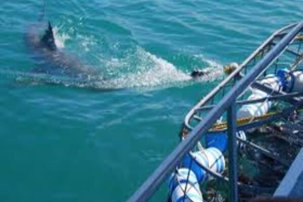 White Shark Ecoventures (Pty) Ltd