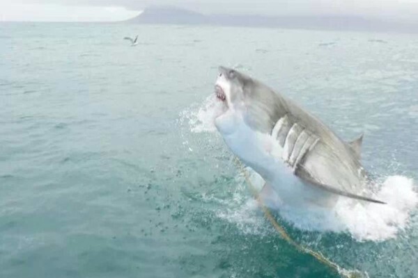 White Shark Ecoventures (Pty) Ltd