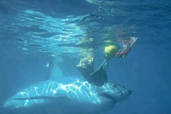 White Shark Ecoventures (Pty) Ltd