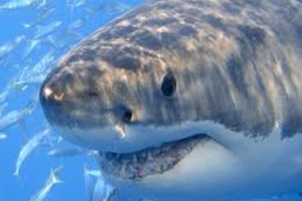 White Shark Ecoventures (Pty) Ltd