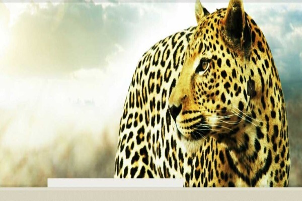 Pride Of Africa Wildlife Solutions