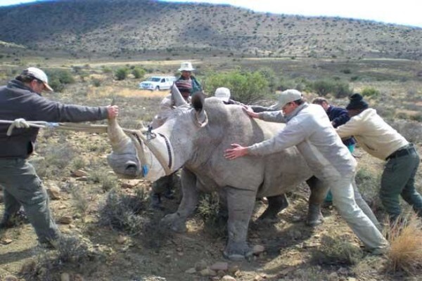 Pride Of Africa Wildlife Solutions