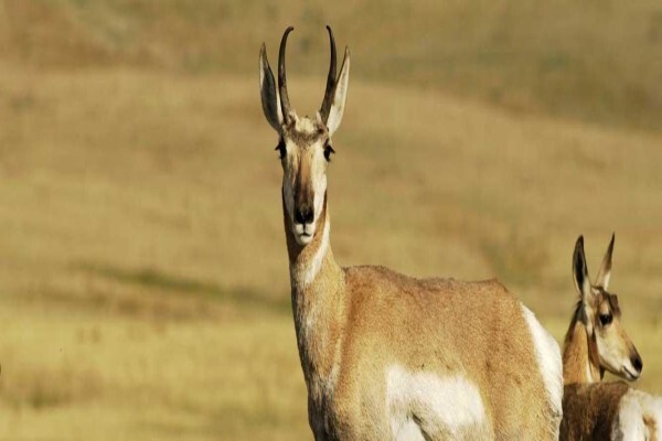 Pride Of Africa Wildlife Solutions