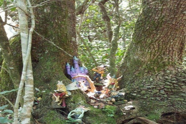 Teniqua Treetops