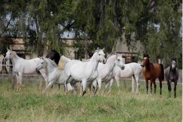 Outdoor Arena