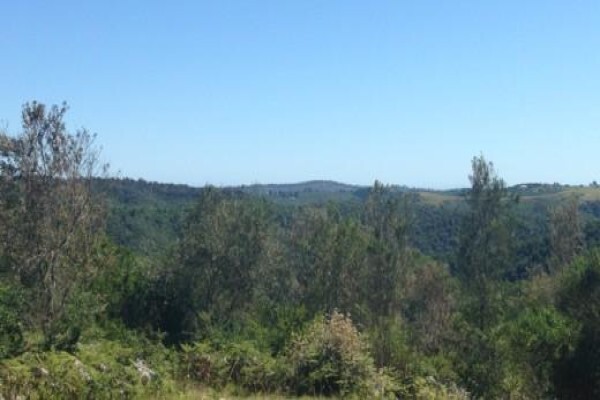 Teniqua Treetops
