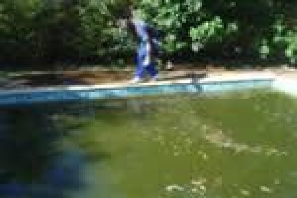 A - Swimline