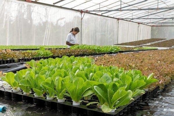 Crisp Fine Produce