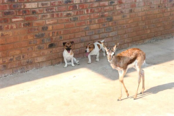 Thaba Tshwene Game Lodge