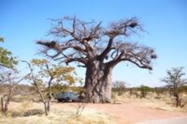 African End Tours