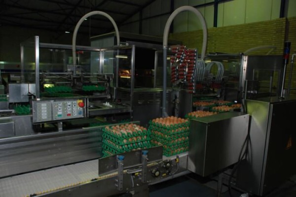 Moreson Pluimvee Boerderyen Tequila Hondekos