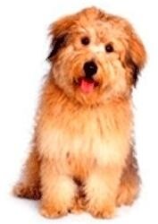 Tygerberg Animal Hospital