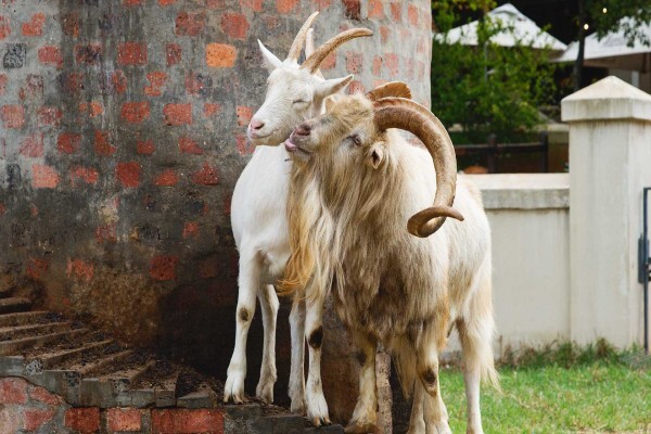 Fairview Wine & Cheese:Goatshed Restaurant