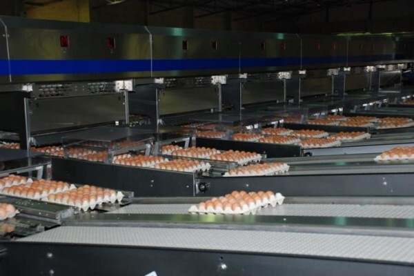 Moreson Pluimvee Boerdery (Edms) Bpk:Eienaar Sel