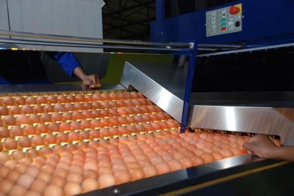 Moreson Pluimvee Boerdery (Edms) Bpk:Eienaar Sel