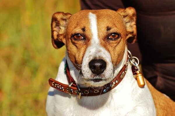 Ralun Kennels & Cattery