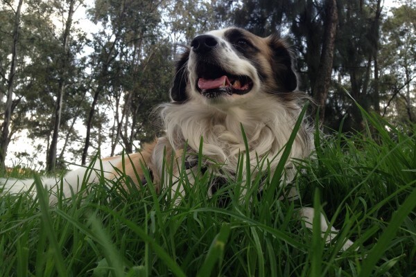 Ralun Kennels & Cattery