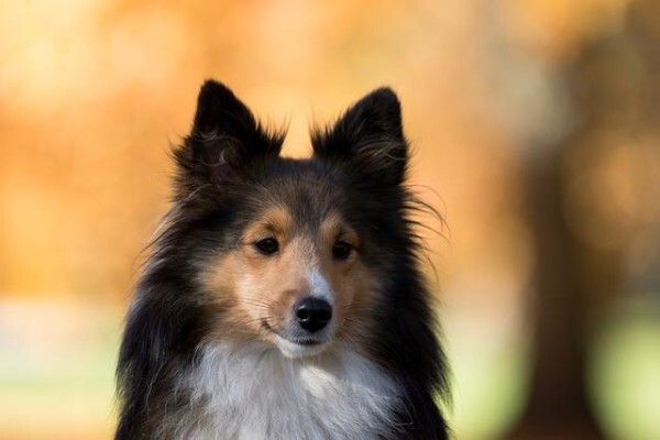 Ralun Kennels & Cattery
