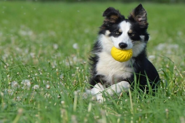 Ralun Kennels & Cattery