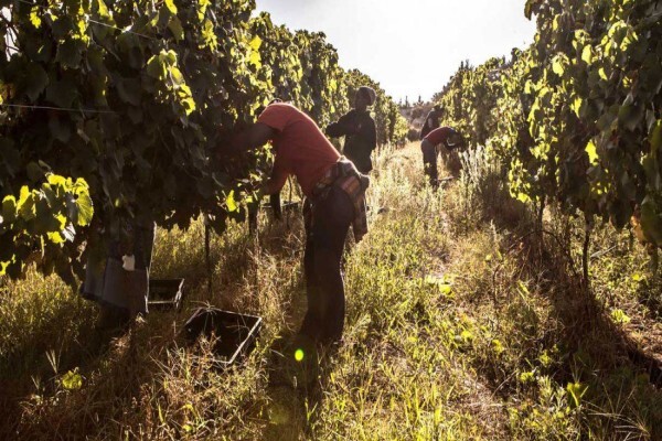 Newton Johnson Wines (Pty) Ltd:Office