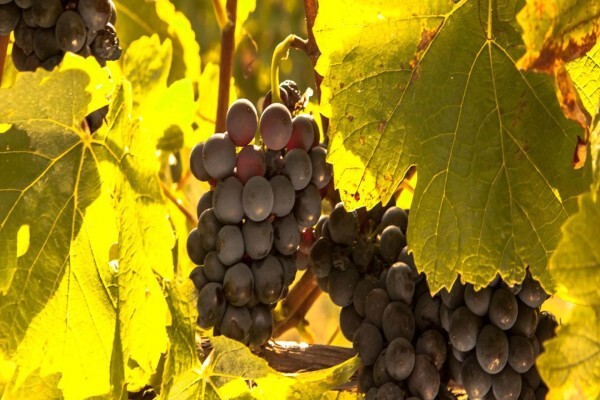Newton Johnson Wines (Pty) Ltd:Office