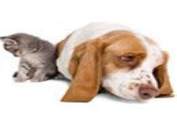 Treat A Pet (Honeydew)