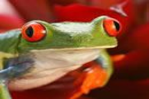 Treat A Pet (Honeydew)