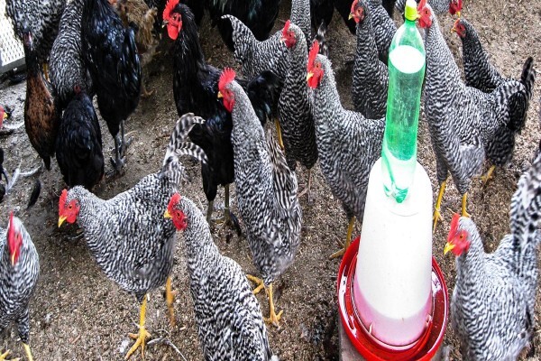 Kwazulu-Natal Poultry Institute