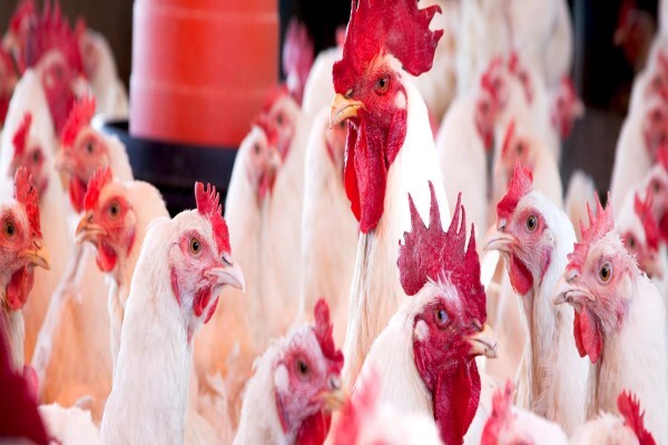 Kwazulu-Natal Poultry Institute