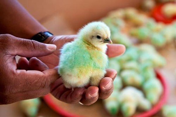 Kwazulu-Natal Poultry Institute