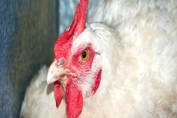 Kwazulu-Natal Poultry Institute