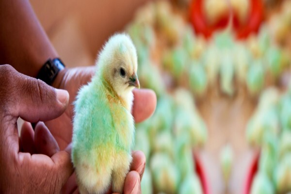 Kwazulu-Natal Poultry Institute