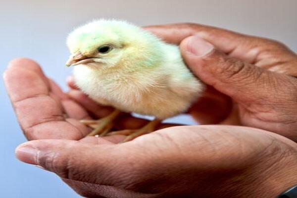 Kwazulu-Natal Poultry Institute