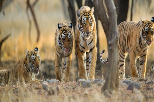 Abercombie & Kent Safaris