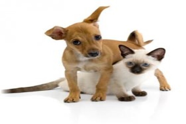 Honeyridge Veterinary Clinic