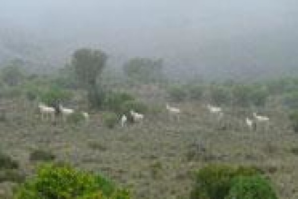 Camdeboo Safaris:LODGE