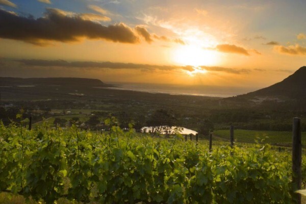 Cape Point Vineyards (Pty) Ltd