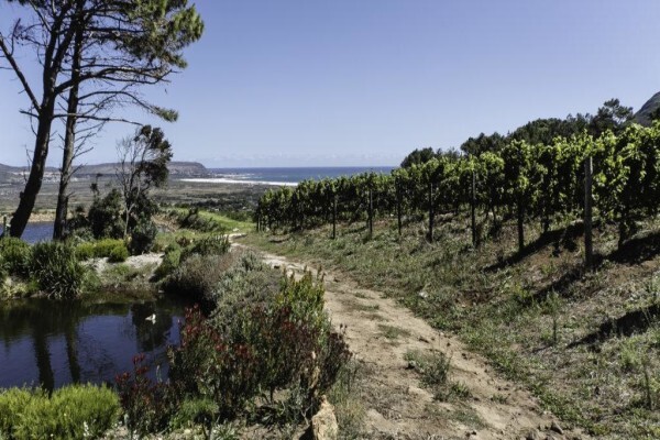 Cape Point Vineyards (Pty) Ltd