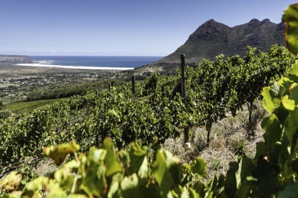 Cape Point Vineyards (Pty) Ltd