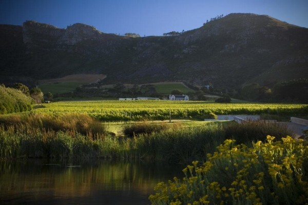 Cape Point Vineyards (Pty) Ltd