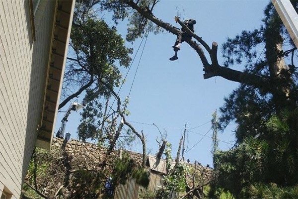 Professional Tree Fellers