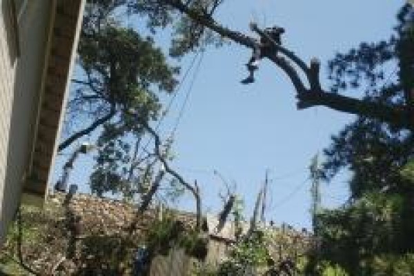 Professional Tree Fellers
