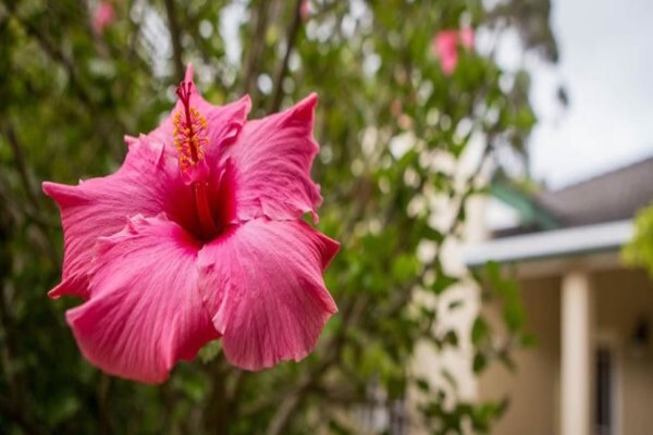Somerset Villa Guesthouse