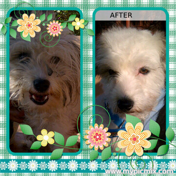 Aqua Dogs - Mobile Dog grooming