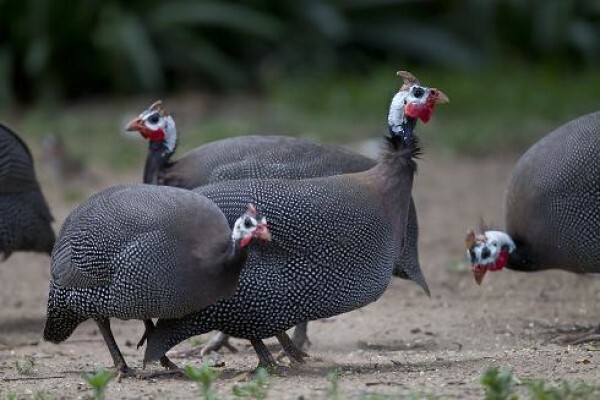 Guinea Fowl Lodge Guest House
