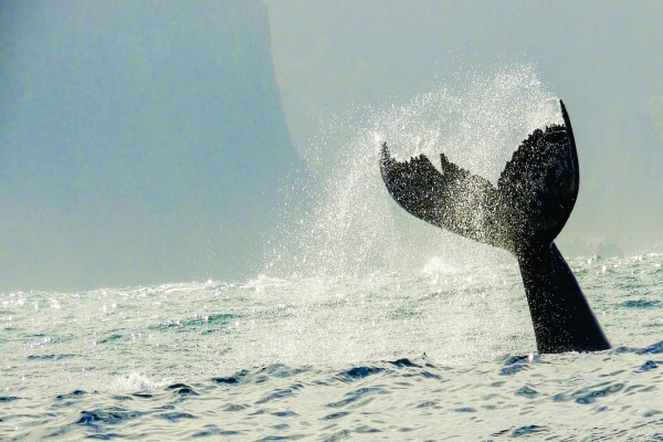 Ocean Odyssey Whale Watching