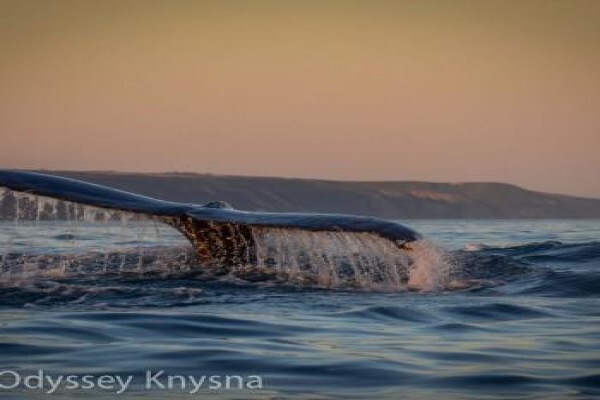 Ar'Deco (Knysna)
